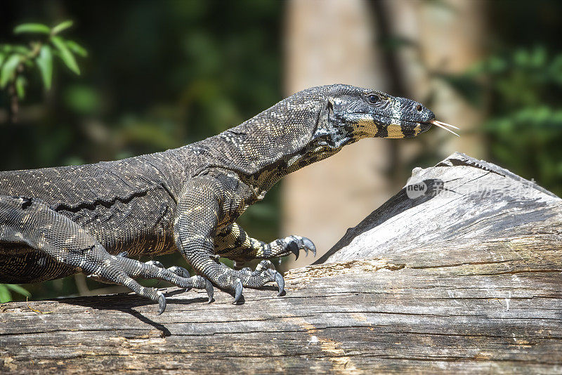 花边监视器巨蜥(Varanus varius)